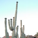 arizona from other cameras - DSCF1622